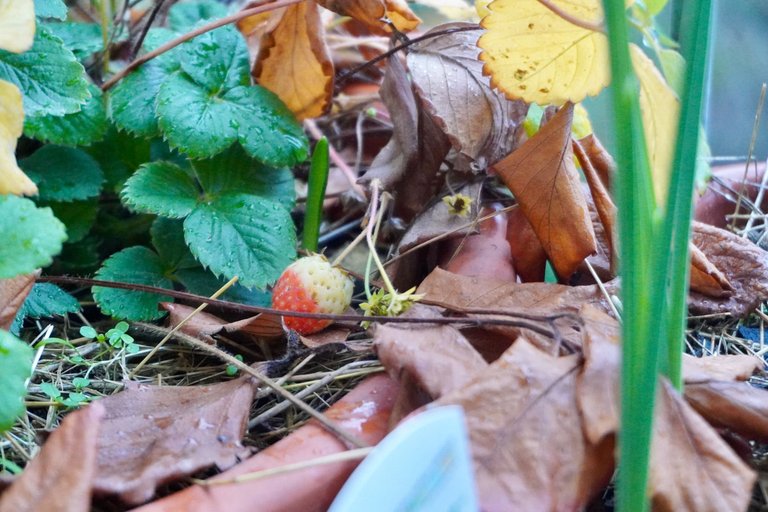 My last strawberry