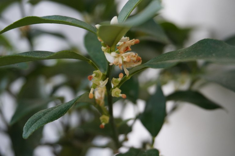 Kumquat babies