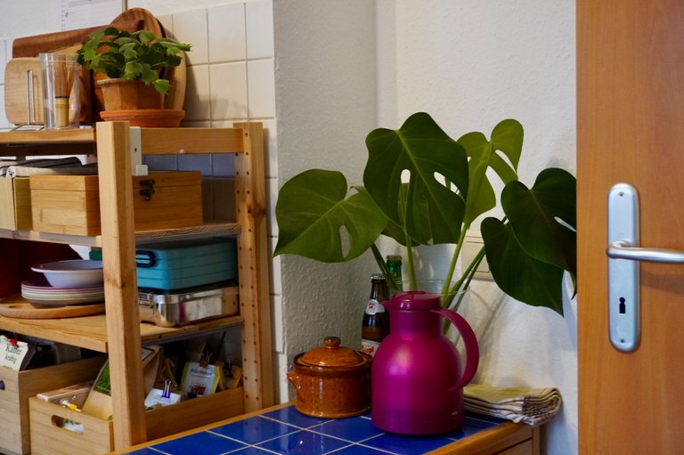 Monstera cuttings bringing tropical vibes