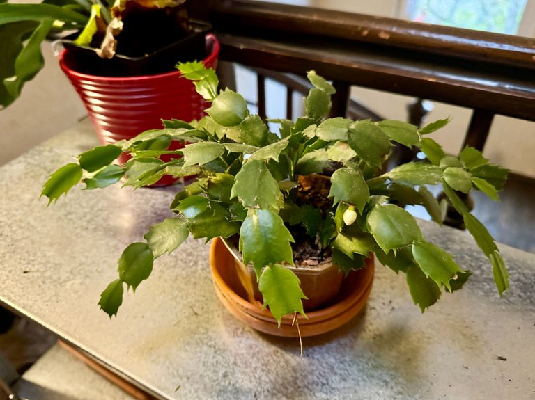 Christmas Cactus budding