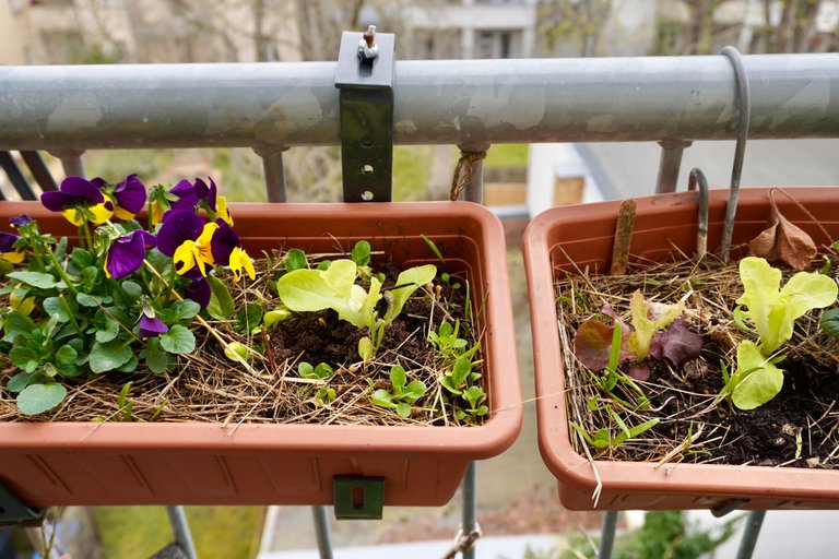 Salad seedlings in containers in the balcony