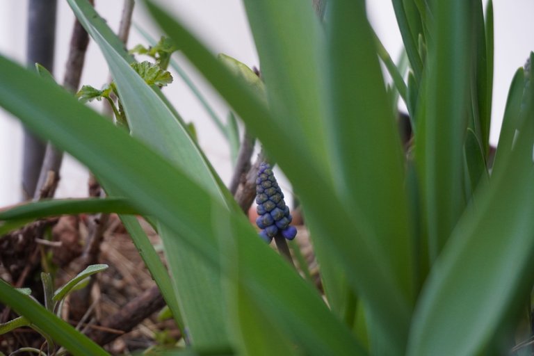 Grape hyacinths in bloom