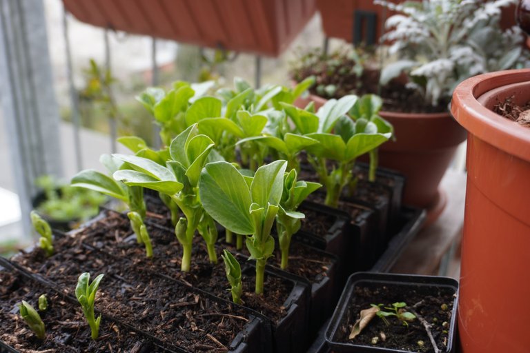 Healthy broad bean seedlings