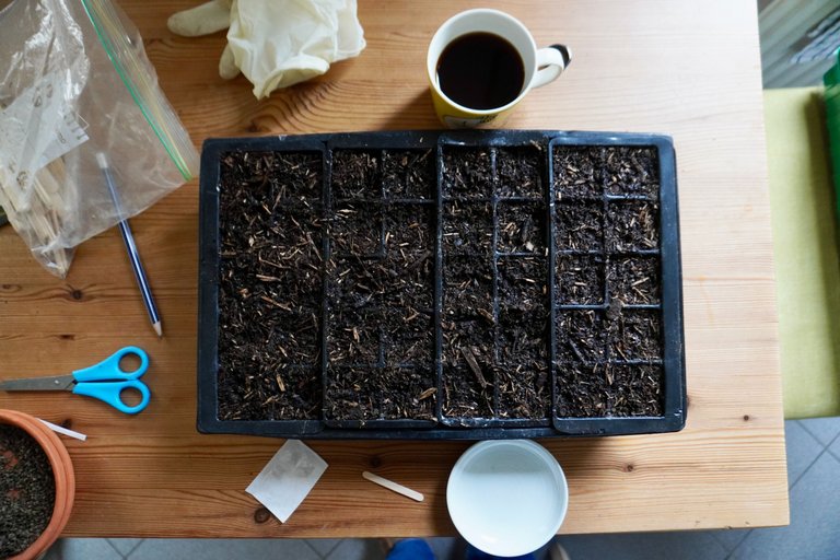 Starting seed sowing indoors for 2025