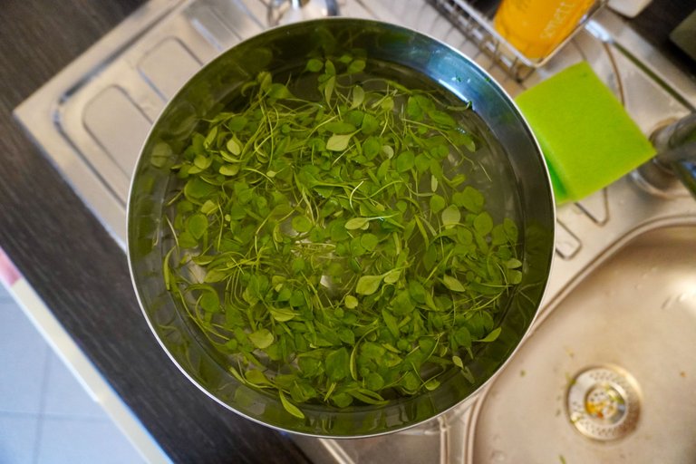 Purslane being washed