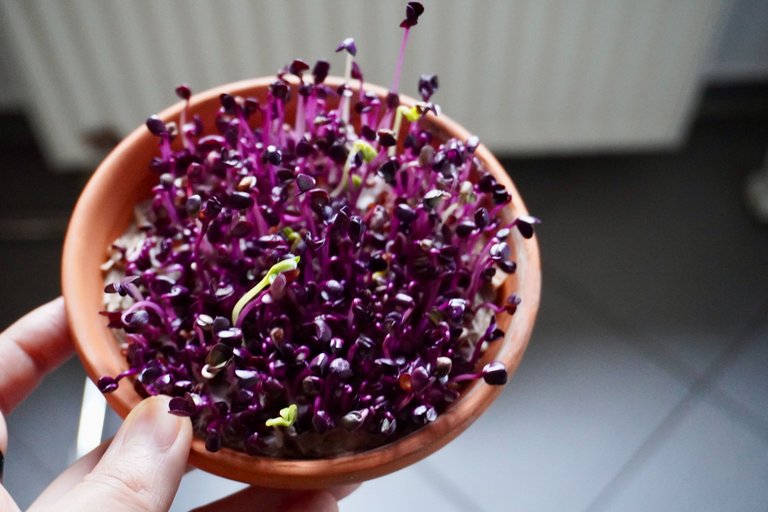 Purple radish in a terra-cotta saucer