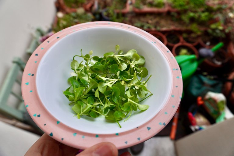 First harvest of the year