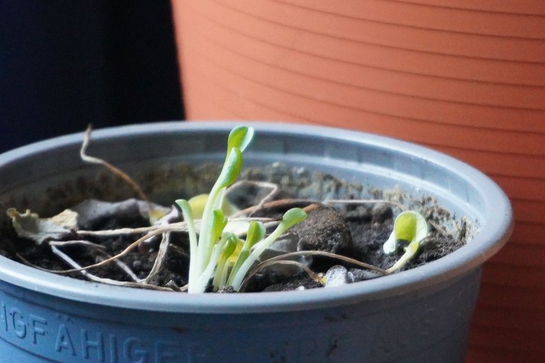 Resilient oyster plant