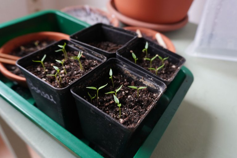 Bonsai Chili plants growing indoors