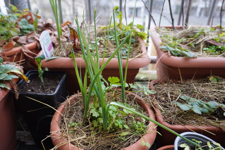 Sprouting bulbs...