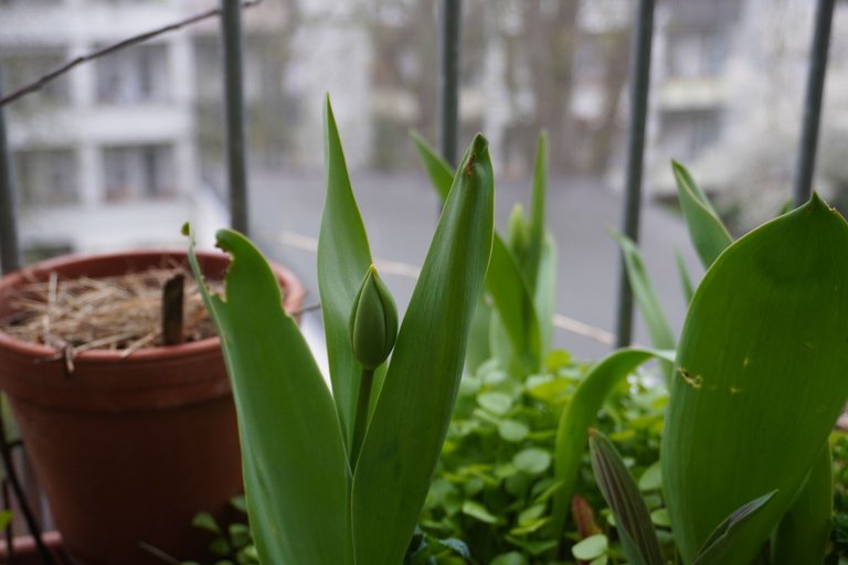 Tulip buds emerging