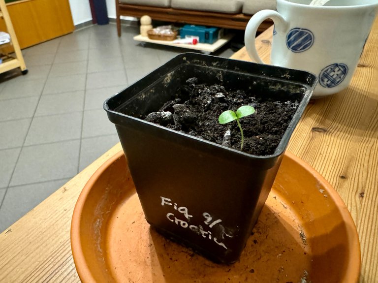 Fig seedlings from Hive Fest seeds