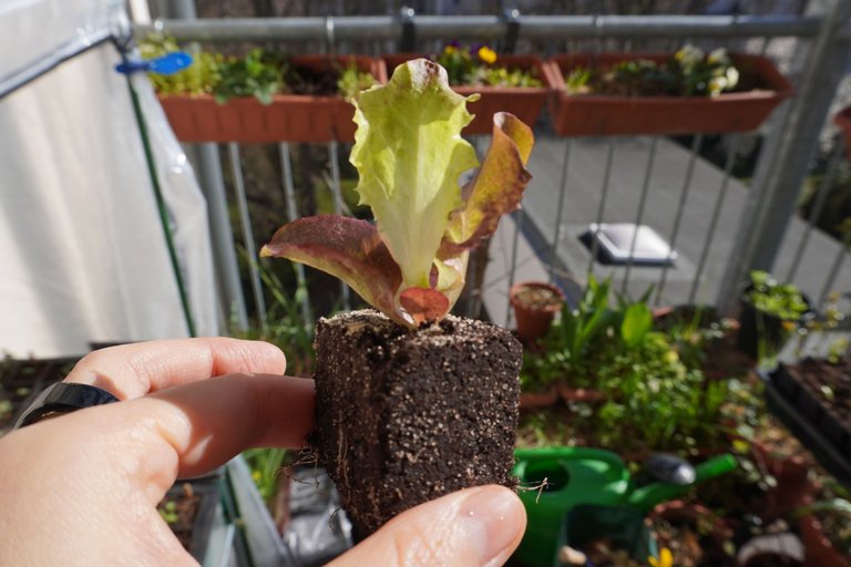 Close-up of a salad seedling