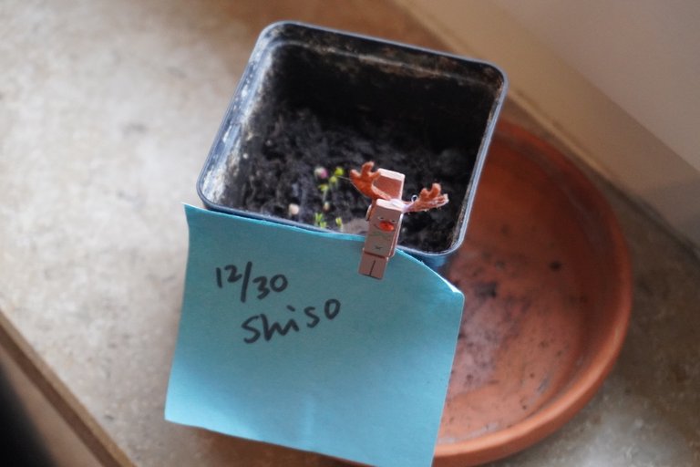 Testing red shiso germination