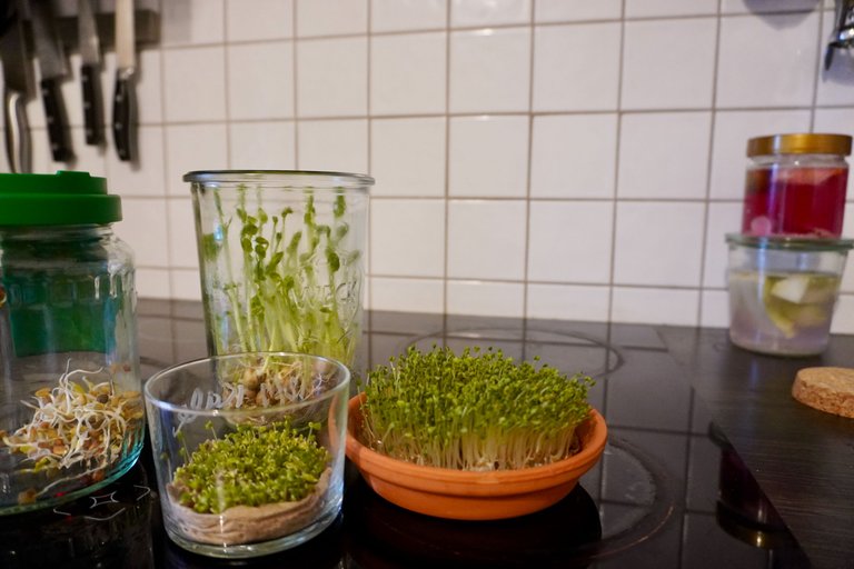 Microgreen and sprout family in the kitchen