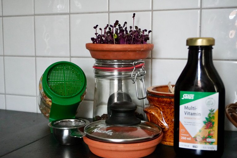 Microgreen corner in the kitchen