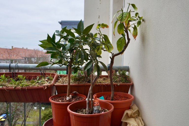 The citrus trio prefers being outdoors