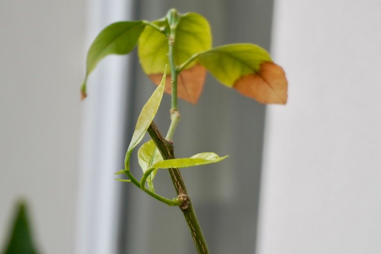 New leaves on the lemon tree