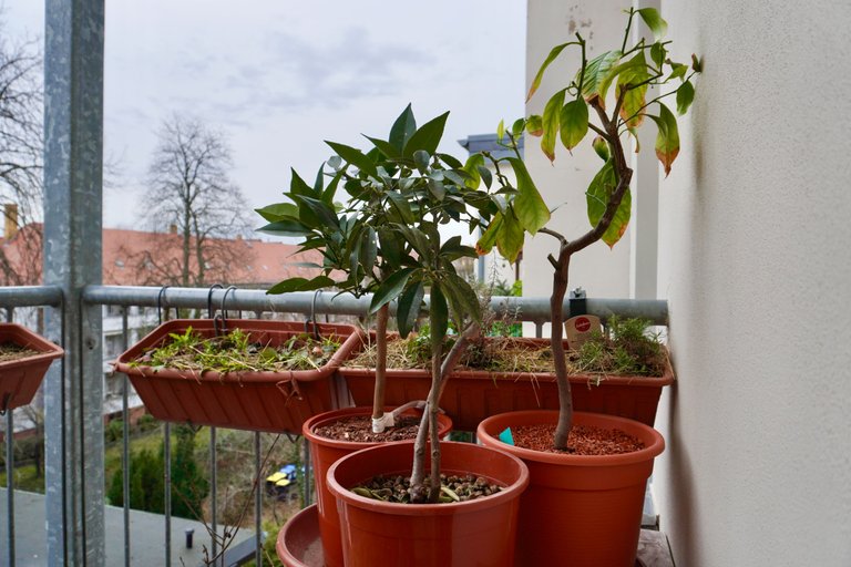 Our citrus family: lemon, kumquat, and yuzu (lined up by seniority 😁)