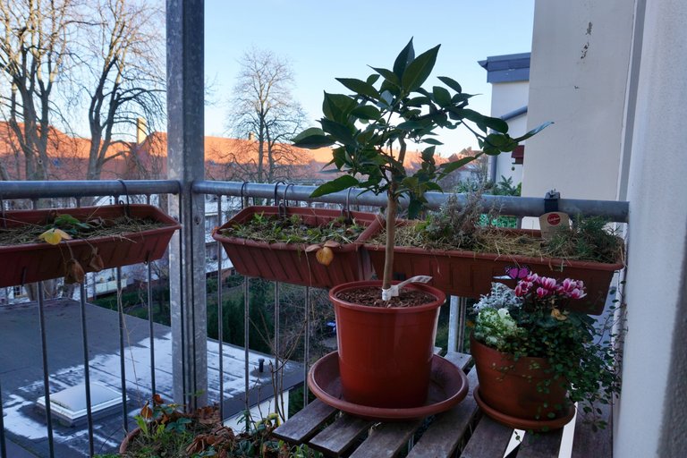 New yuzu tree and a mixed planted pot