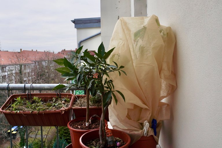 Lemon tree wrapped in eco fleece