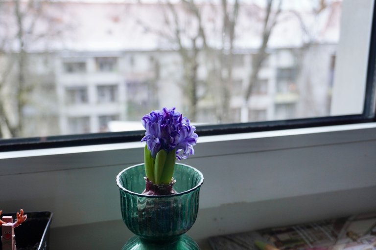 The hyacinth has started to bloom