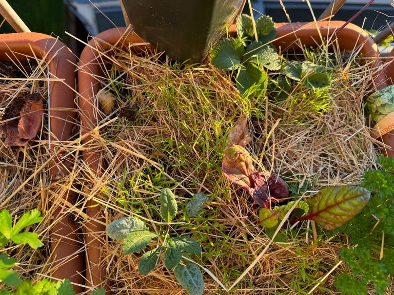 Winter purslane