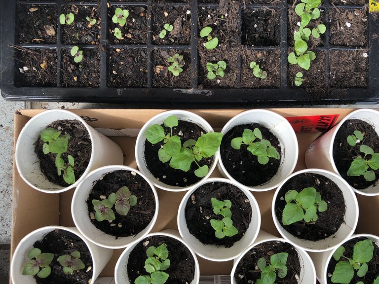 Shiso seedlings in paper cups