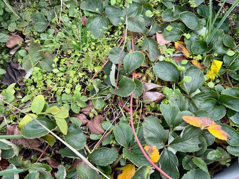 Strawberries standing strong against the cold