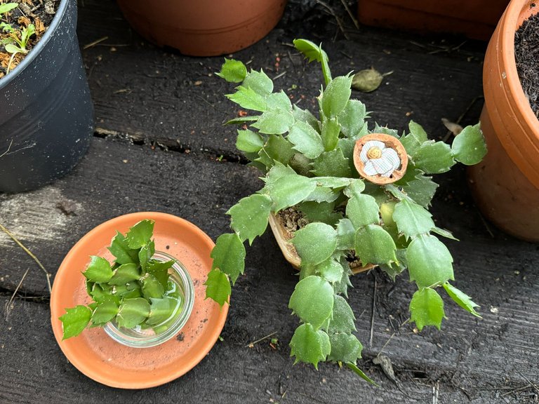 Sorry for the tiny pot, Christmas Cactus ...