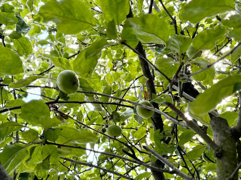 C6779FA7-9205-4B07-BC08-AA07D10FBA6D_1_201_a.jpeg