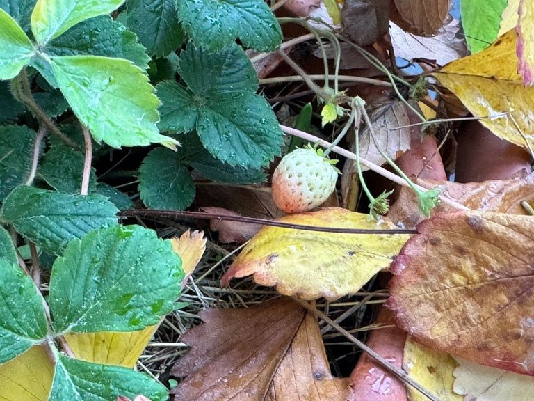 Strawberry on the balcony