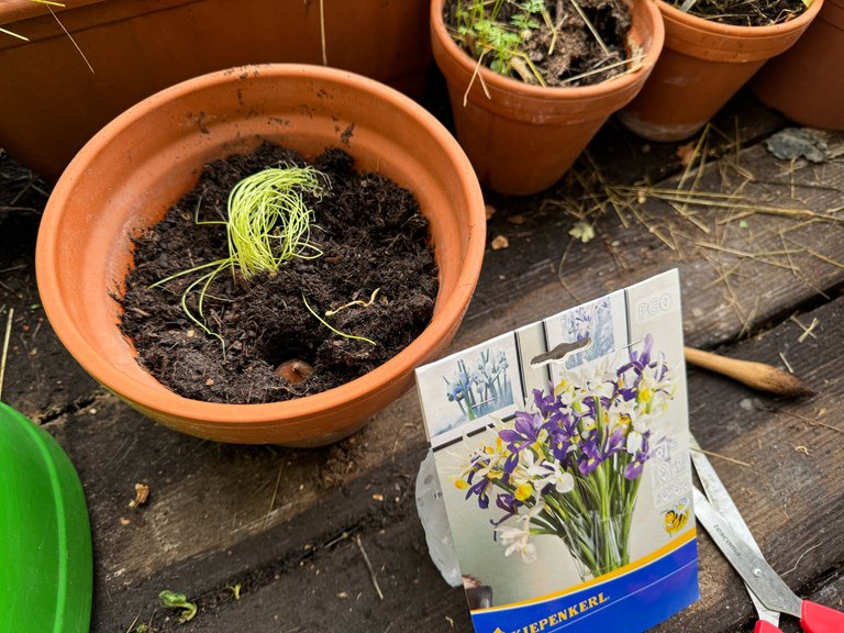 Planted irises on New Year's Day