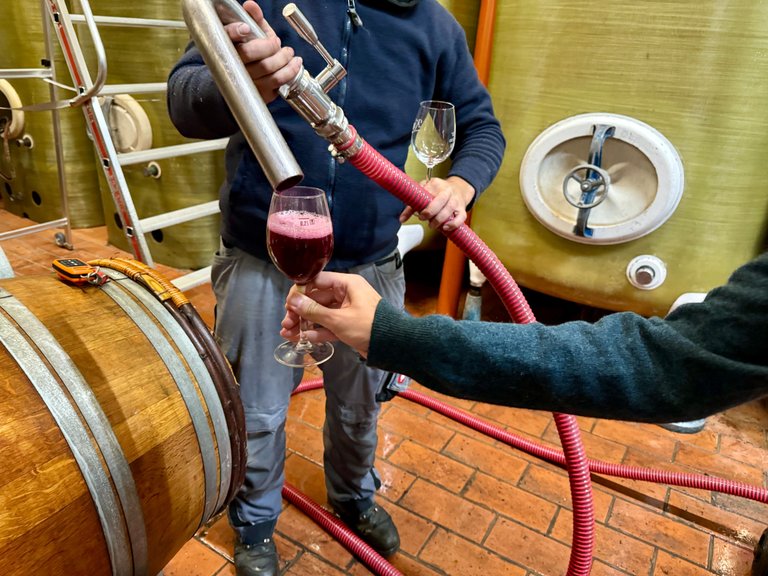 Tasting freshly pressed young wine