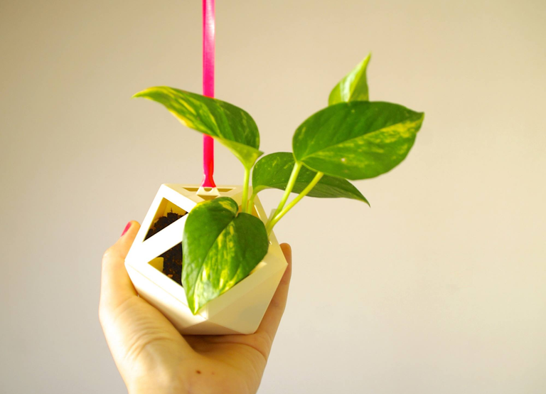 Modern take on kokedama - Mobile Garden