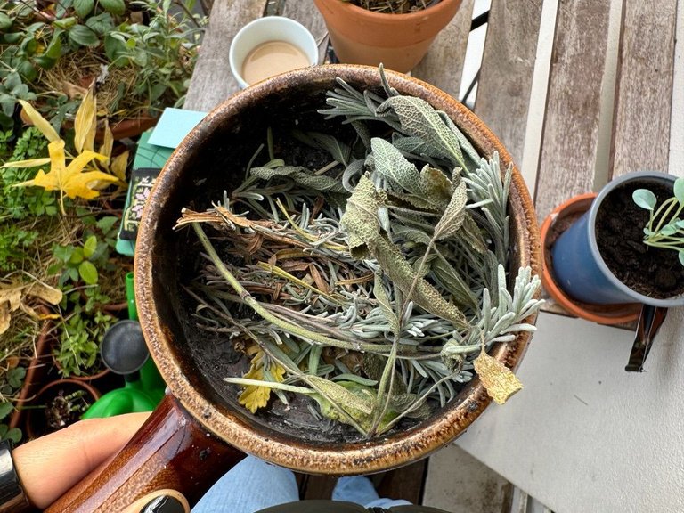 Dried herbs