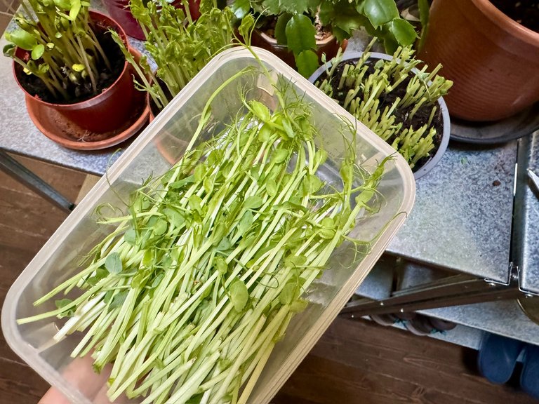 Harvested pea shoots