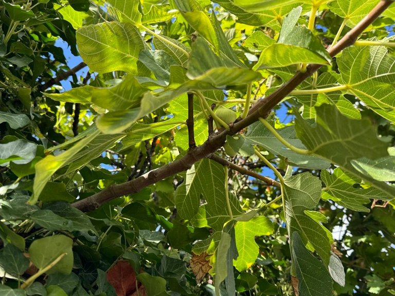 A beautiful fig tree on a street corner in Split