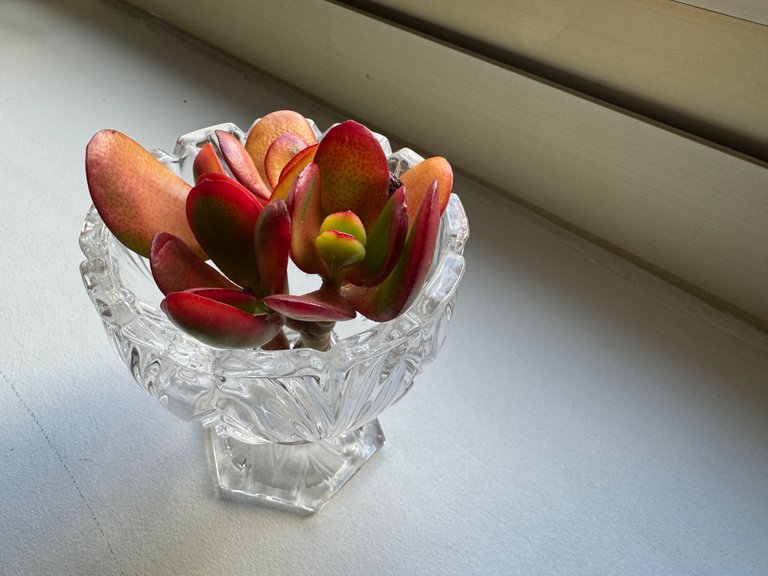 Succulent Cuttings in Water