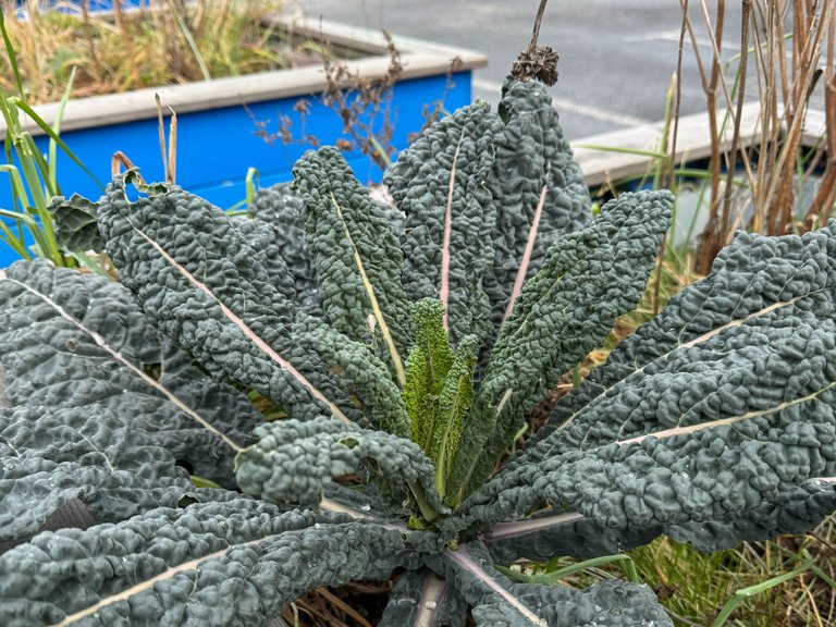 Black kale thriving in the community garden