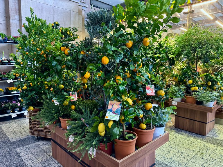 My favorite florist filled with lemons and oranges