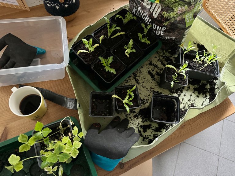 Micro and Klein Garden Journal 2025.12.11 / 大小庭の記録