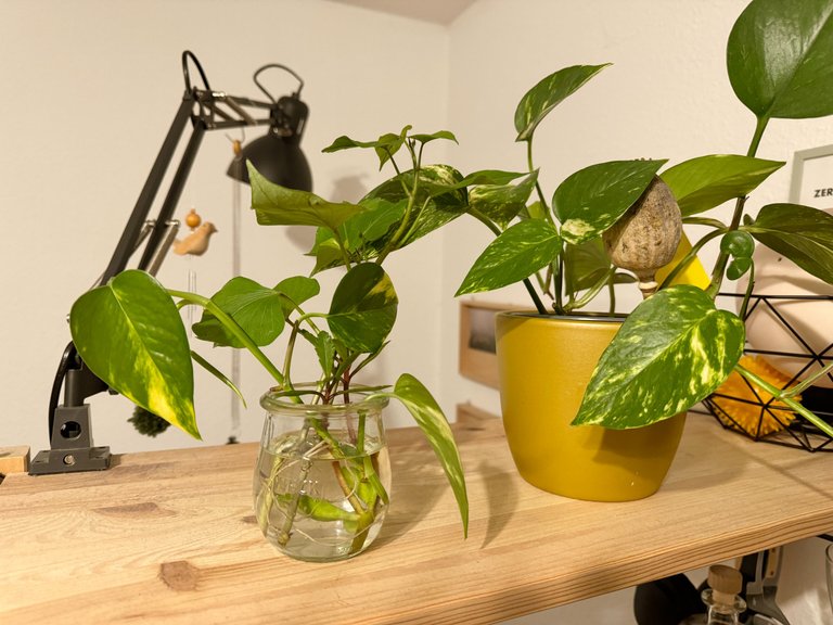 Propagating pothos