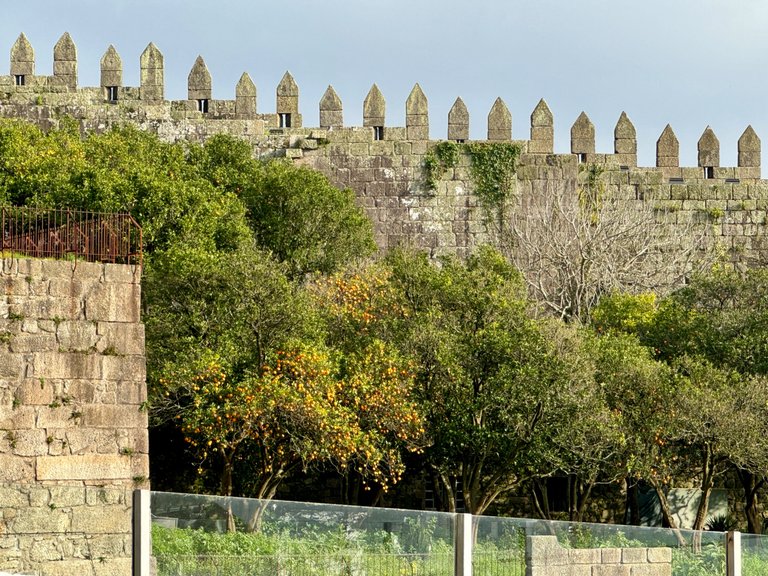 Orange Trees in Porto