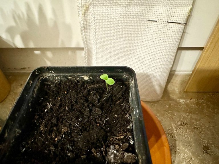 Fig #1 sprouting