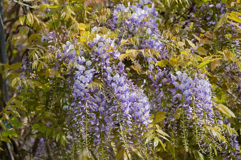 wisteria-8071922_1280.webp