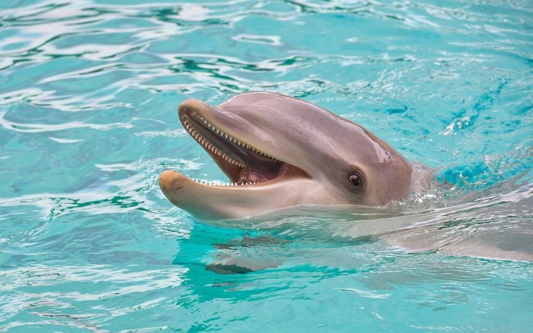 dolphin-3416508_1280.jpg