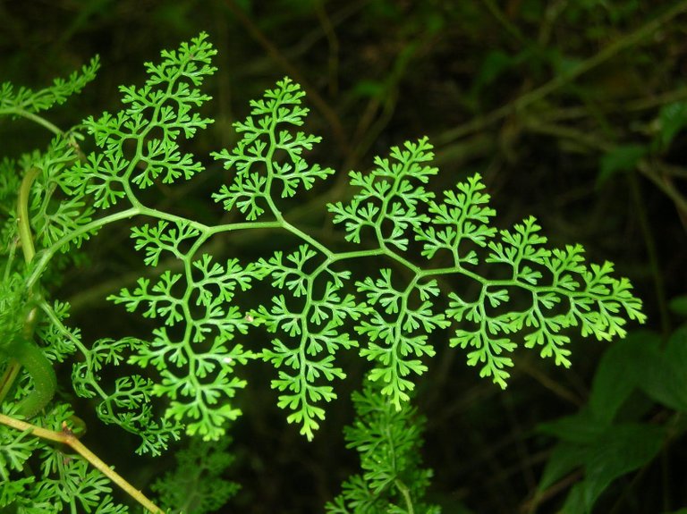 fractal leaf.jpg