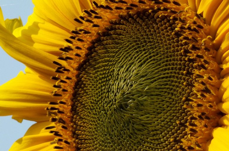 0122-Sunflower7.jpg