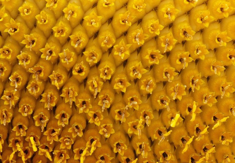 AS319-Sunflower.JPG